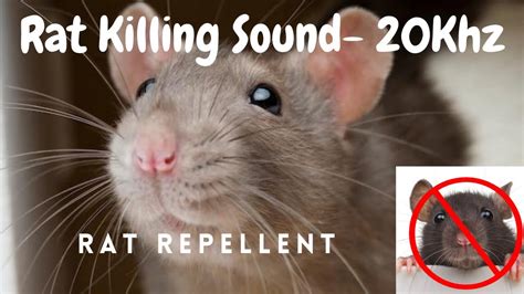 Nov 3, 2023 · Is an Electronic Mouse Repellent Effective? Yes, an electronic mouse repellent can be ... 